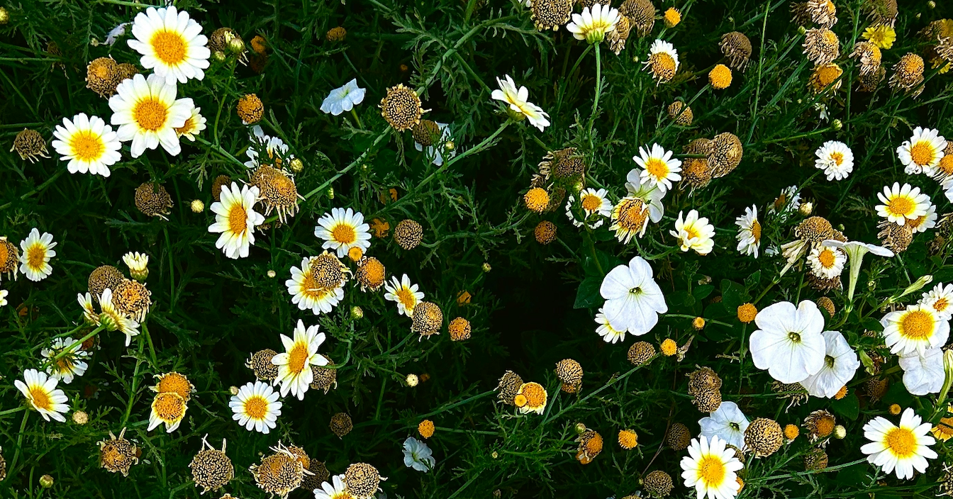 Spring